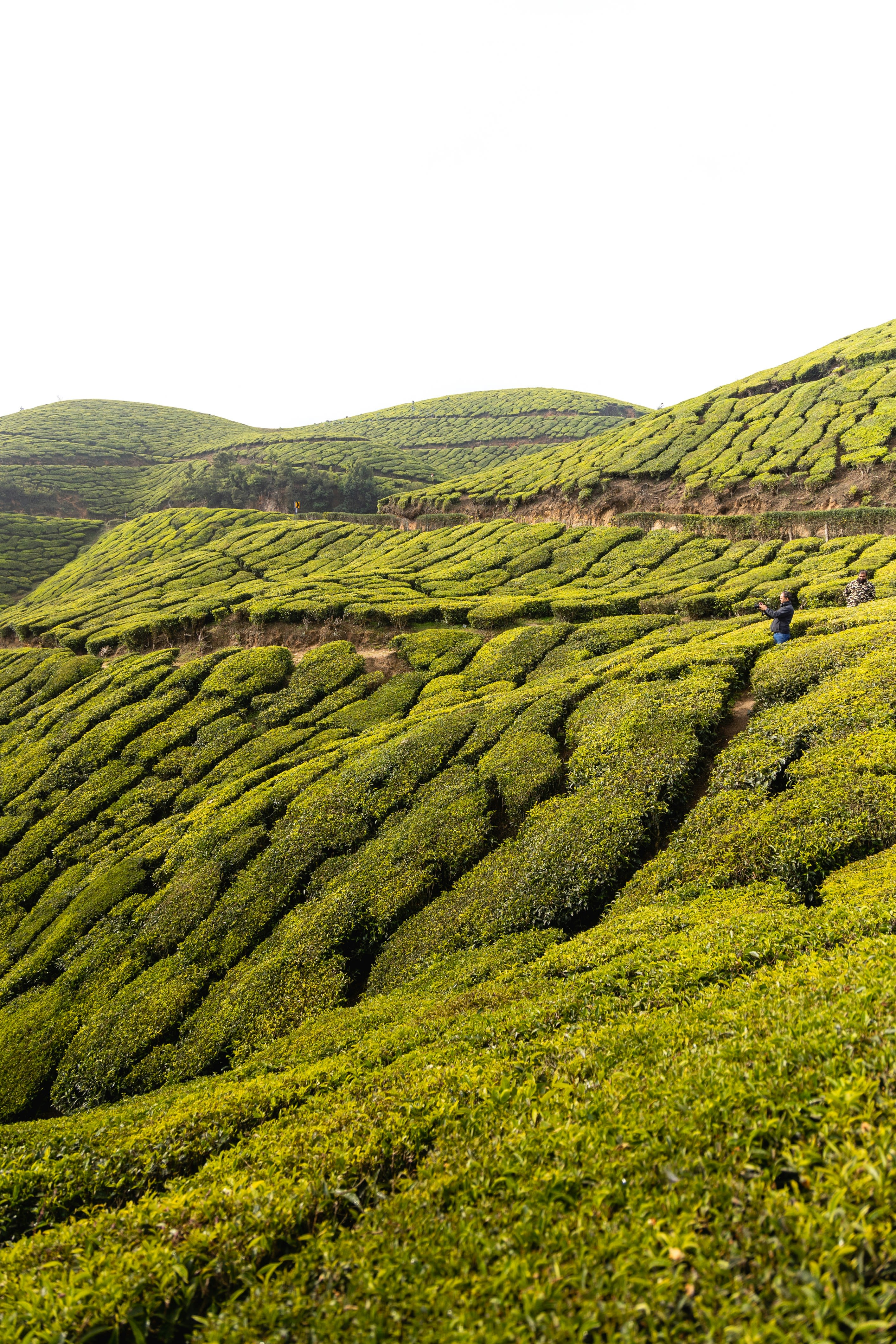 a lush green hillside covered in lots of bushes