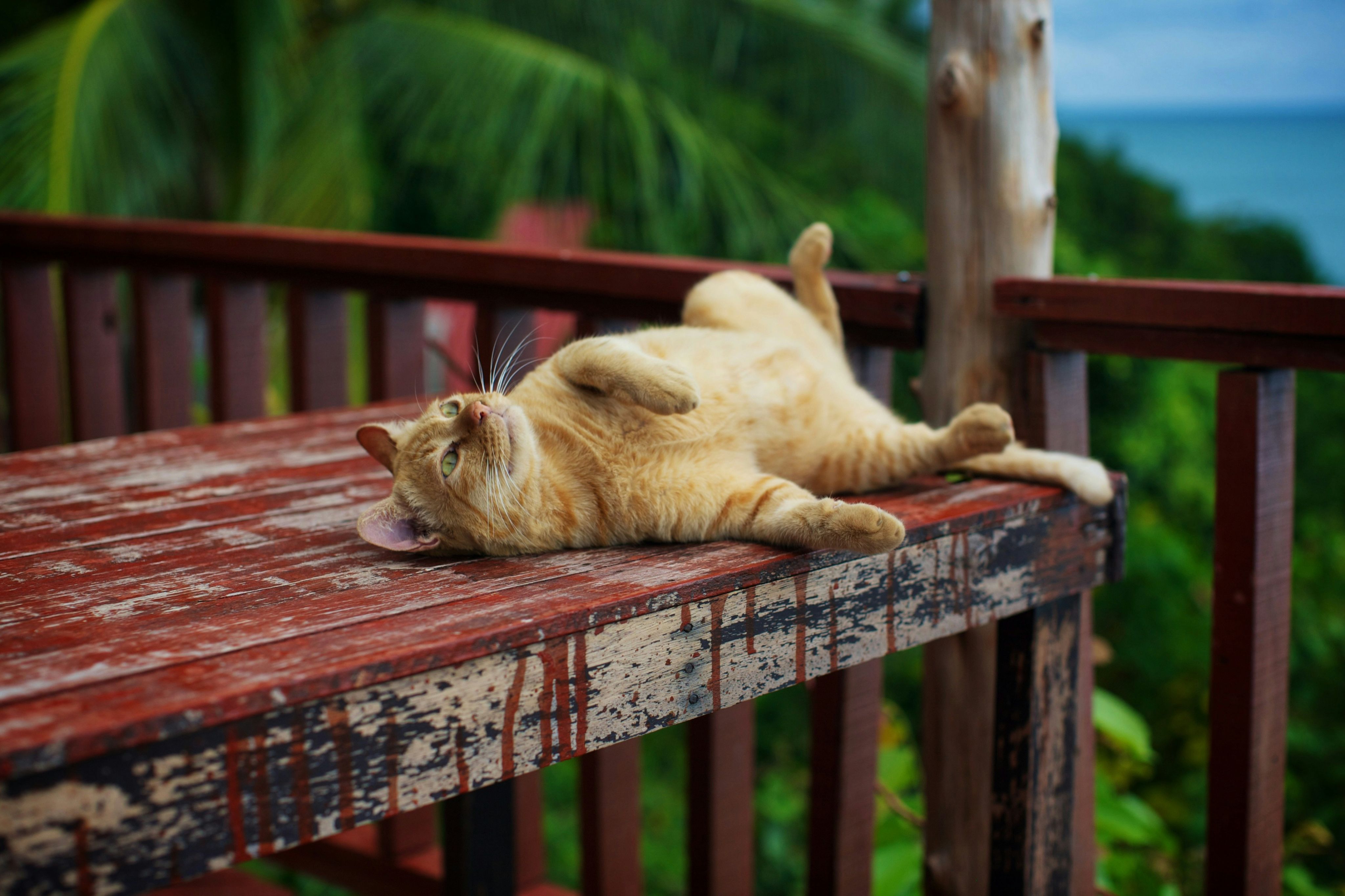 A ginger cat relaxing on a wooden table outdoors.